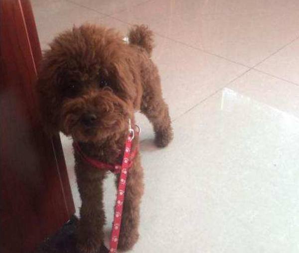 狠心女人用鞭子教训小泰迪,泰迪瑟瑟发抖:麻麻