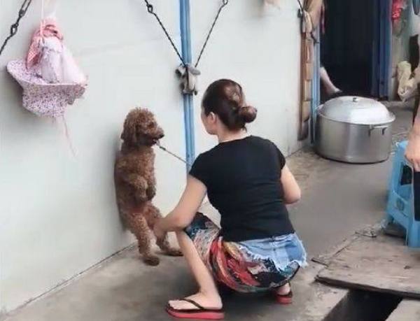 狠心女人用鞭子教训小泰迪,泰迪瑟瑟发抖:麻麻