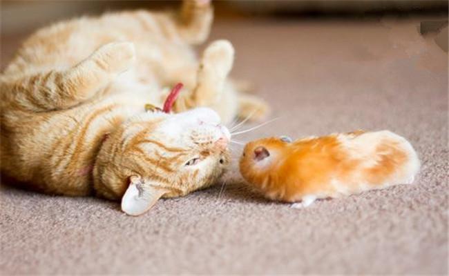 仓鼠吵醒了猫咪,猫咪生气把它摔到了地上,还给