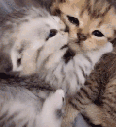 铲屎官比惨大赛看完只想说是在下的猫输了