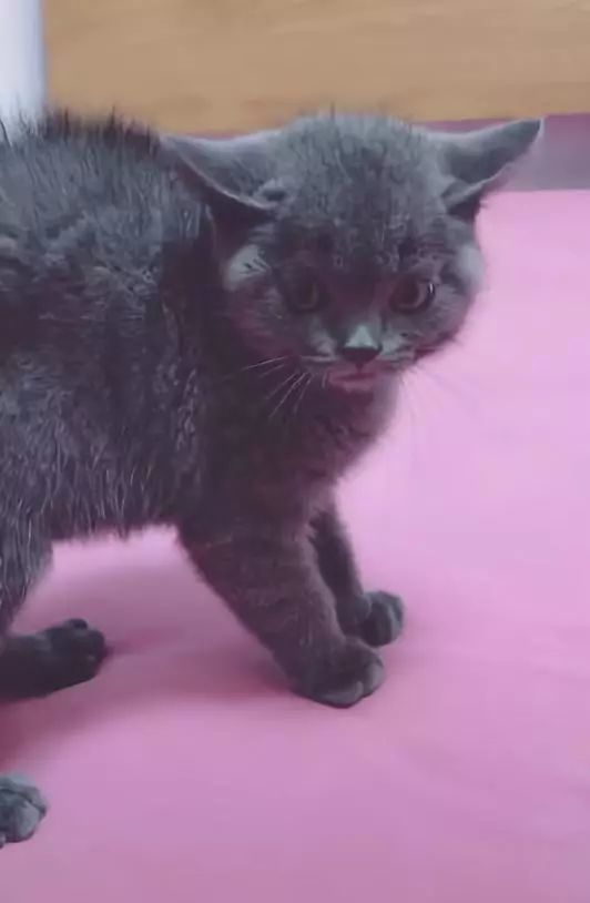 蓝猫与小奶猫对峙时,由于装凶用力过猛,不小心憋出了一坨便便,好尴尬!