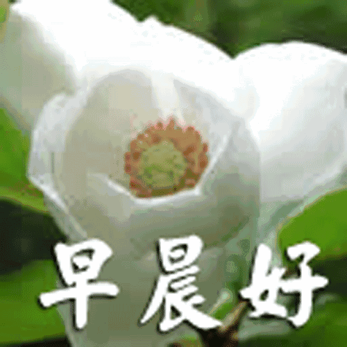 2019最新漂亮早上好问候动态图片 最美早安问候语动态