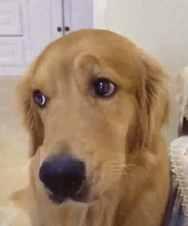 金毛冲着5岁小儿子呲牙,老妈一巴掌扇过去,狗子的反应