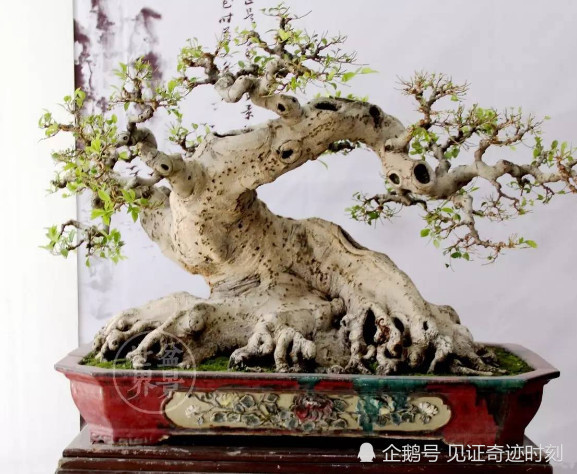 全世界最贵的盆栽,一盆就是一栋房子,最贵的无价?
