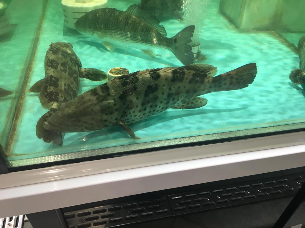 你们谁吃过这种鱼?浑身长满了斑点,看起来就跟