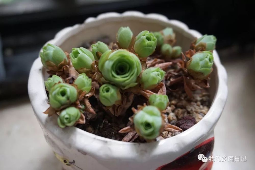 梅雨季节的多肉生长记录 看点快报