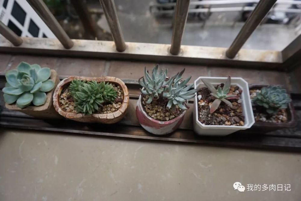 梅雨季节的多肉生长记录 看点快报