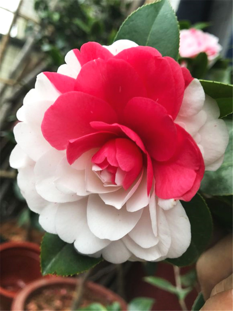 养茶花 四季施肥4步走 茶花开花红艳艳 花朵大如拳 看点快报