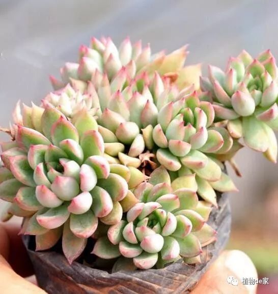 多肉植物夏季黄梅天 梅雨季 如何养护 不看绝对后悔 看点快报