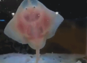 壁纸 动物 鱼 鱼类 302_219 gif 动态图 动图