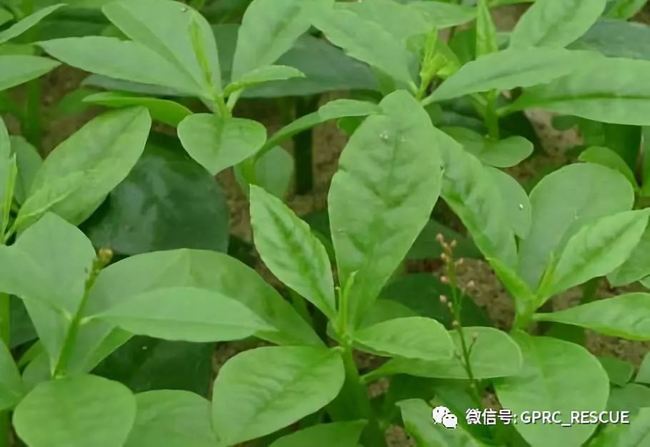 中国常见野菜及其食用 人参菜 看点快报