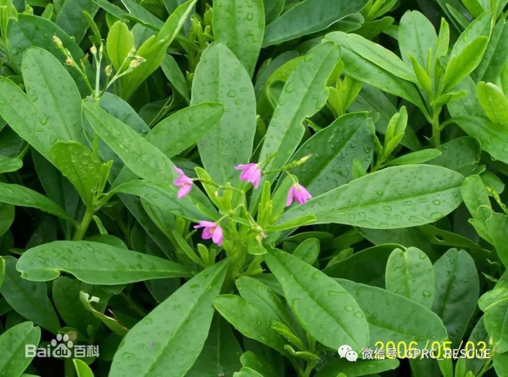 中国常见野菜及其食用 人参菜 看点快报