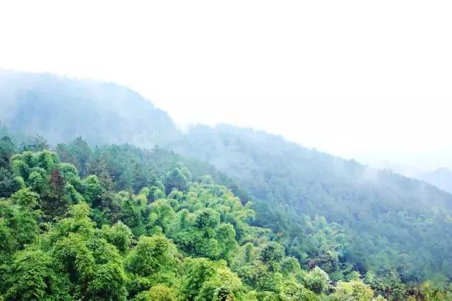 百里竹海,茶山竹海,白云竹海,楠竹山,竹林,北碚,永川,十面埋伏,天子山