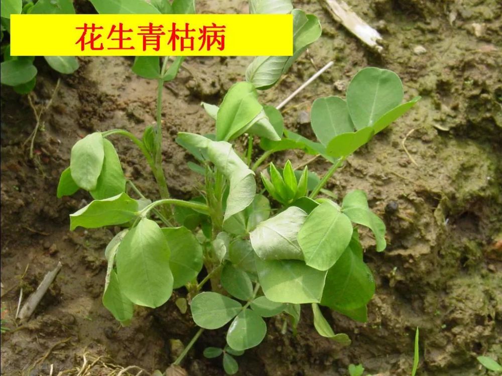 花生,茎腐病,植株