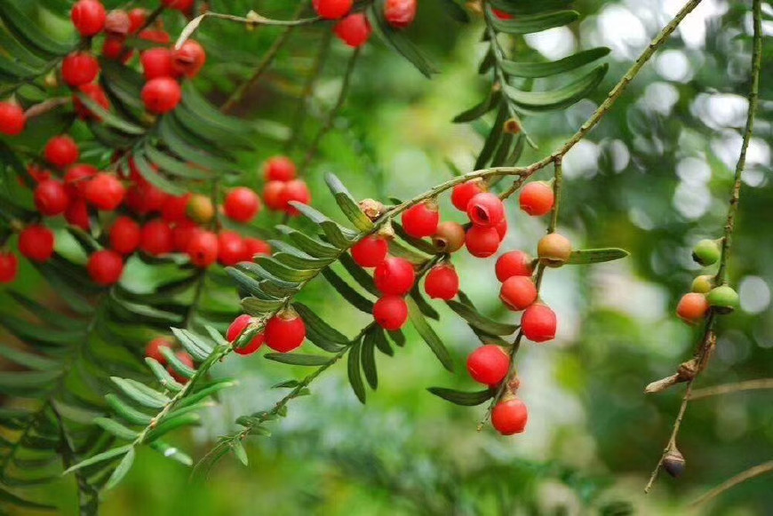 红豆杉,其主根不明显,侧根发达,是世界上公认的濒临灭绝的天然植物.