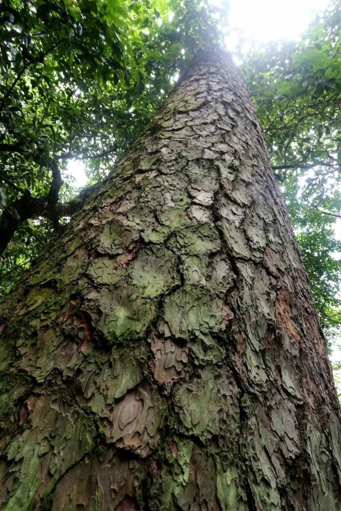 西山,他游山至此休息,脱下龙袍挂于松树上,从此这棵松树便长出了龙鳞