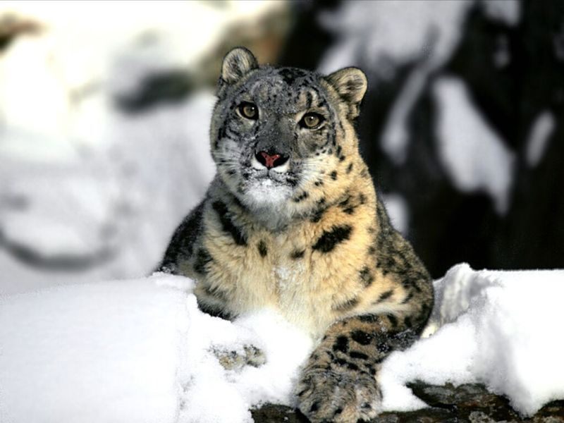 雪山猫粮口感怎么样 知乎