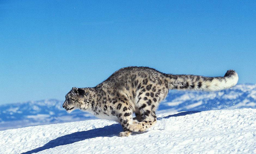 世界上最神秘的大猫 特种部队以它命名 被称为 雪山之王 看点快报
