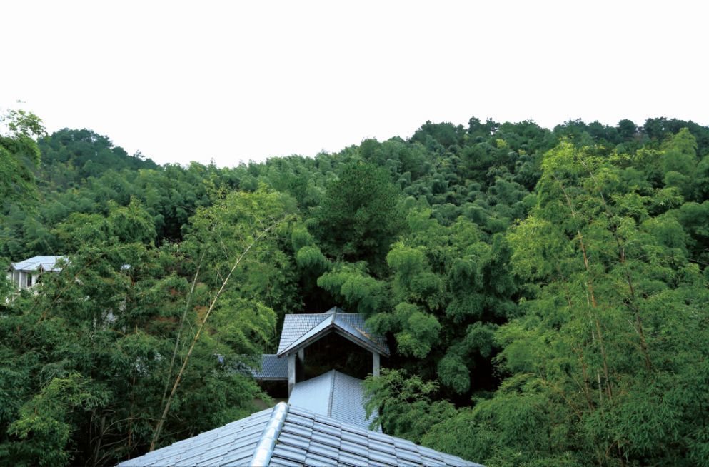 百里竹海,茶山竹海,白云竹海,楠竹山,竹林,北碚,永川,十面埋伏,天子山