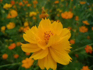 观赏花期:即日起-2月 地址:海珠湿地公园一期