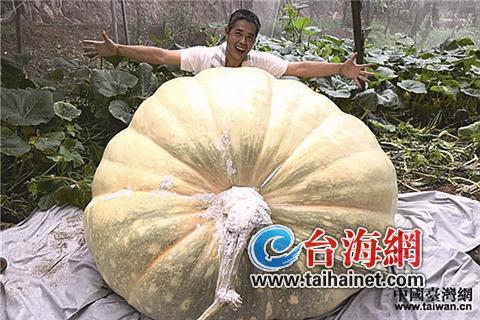 1040斤!台农广东种出巨型南瓜