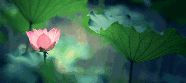 超美超美!湘潭这些地方的荷花开了,周末走起!