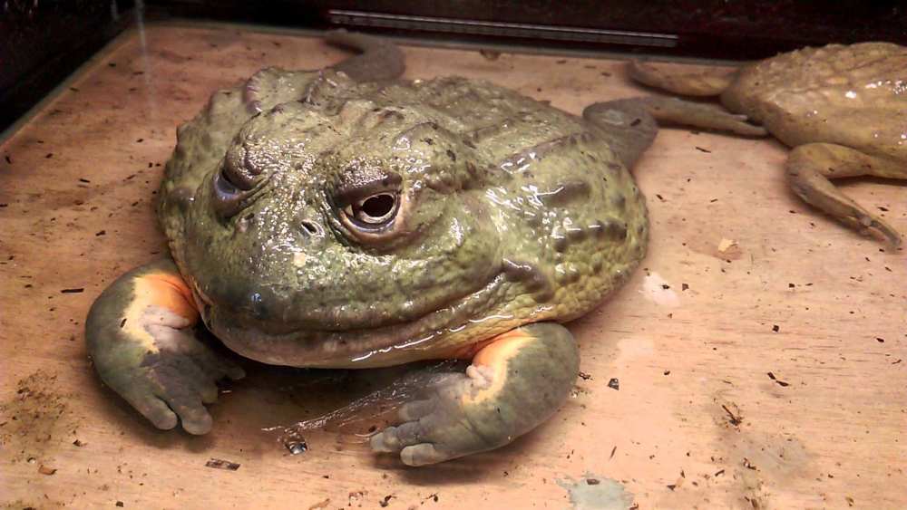 世界上最大的青蛙:弹跳力惊人,身长超1米