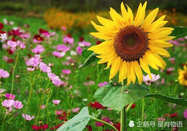 你是这4大属相吗?老天爷最眷顾!先有福如东海