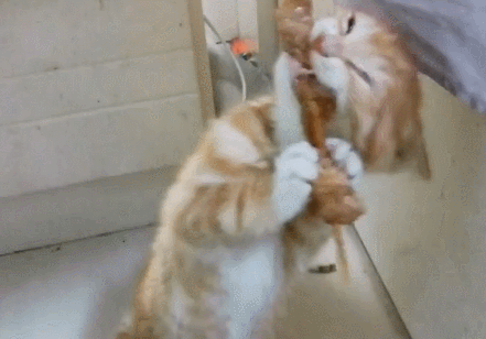 橘猫第一次撸串:就这样被你征服