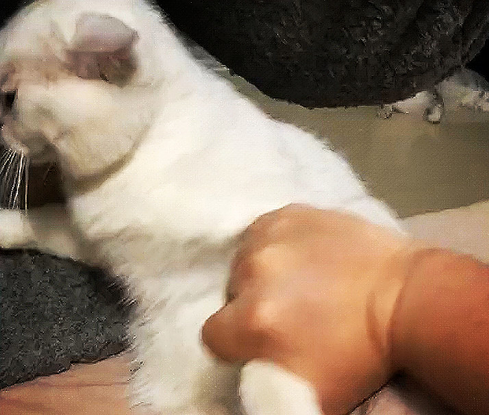 被10斤胖猫踩吐血,拽猫爪不让走,猫:君子动口不动手