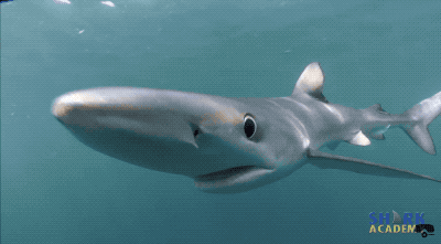 来自鲨鱼的wink | blue world tv 另外,瞬膜会在一些 捕食动物,例如