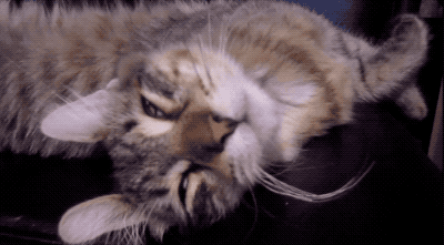 你有没有发现,猫咪睡觉的时候会翻白眼