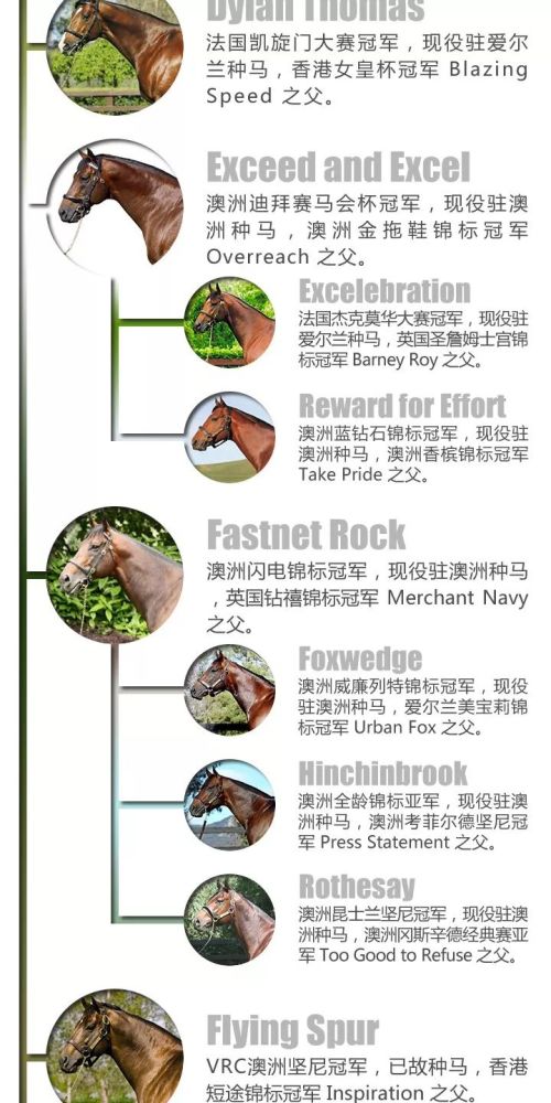 丹山帝国 Danehill 看点快报
