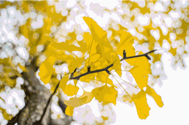 (网络图) 没有在秋天去过 大田广平镇的人, 是不足以谈秋天, 让我们