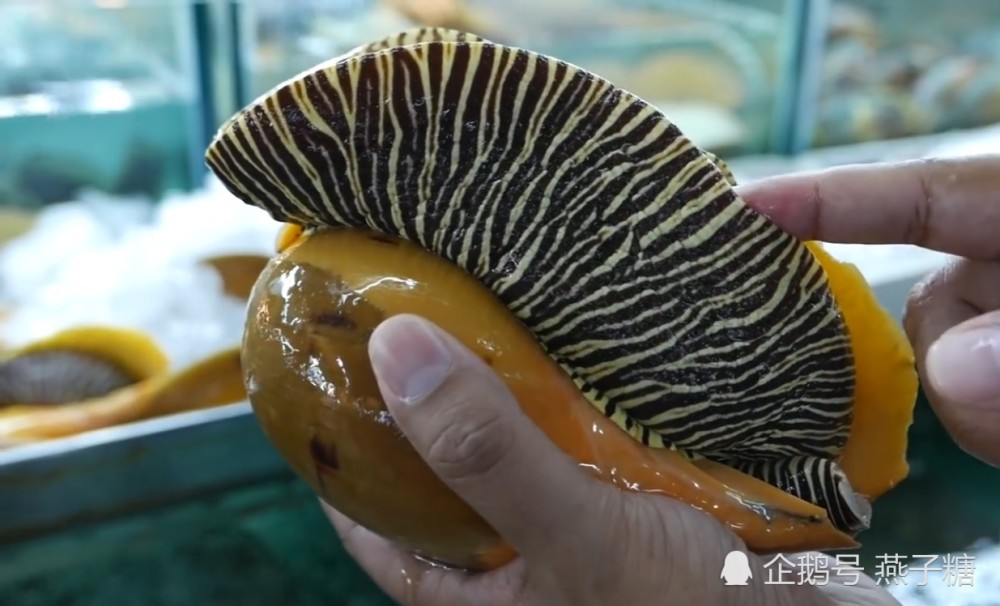去泰国旅游,一个人嗨吃两只巨型螺,结账时乐