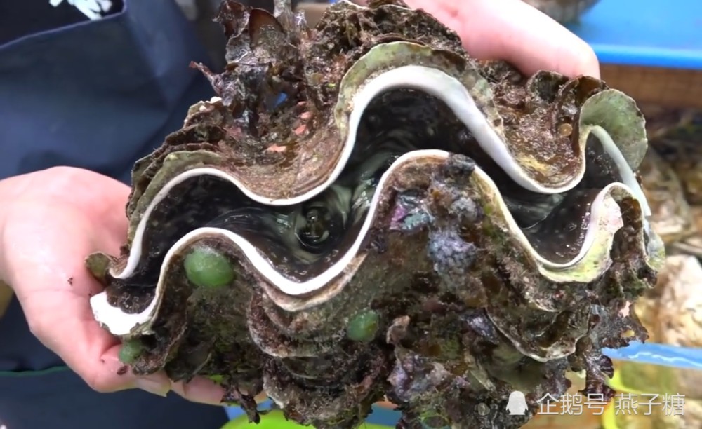 上周去日本旅游,一个人吃一个5斤重的蛤蚌,结