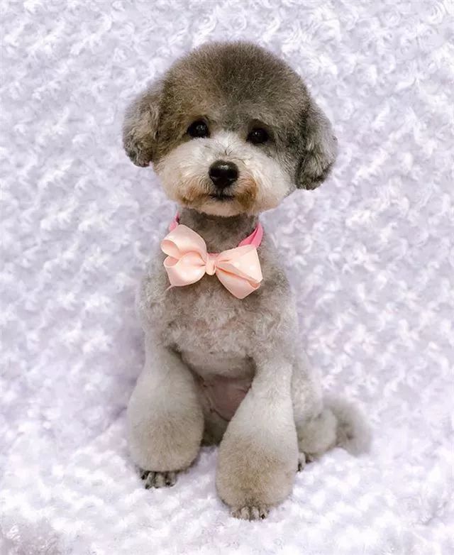 一组狗狗造型前后的对比,对于贵宾这种狗,剪毛基本等于整容