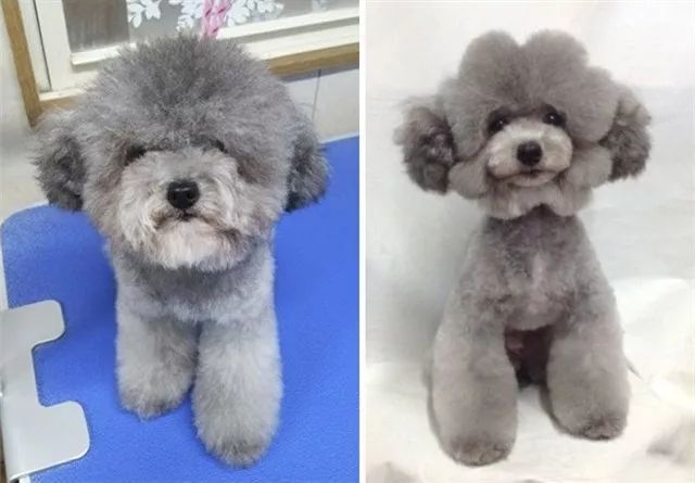 一组狗狗造型前后的对比,对于贵宾这种狗,剪毛基本等于整容