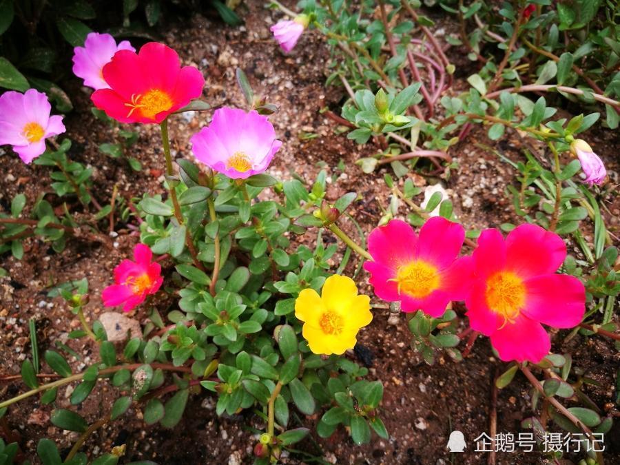 夏日花坛里一株植物上开出几种颜色花 您见过吗 叶子形似马齿苋 看点快报