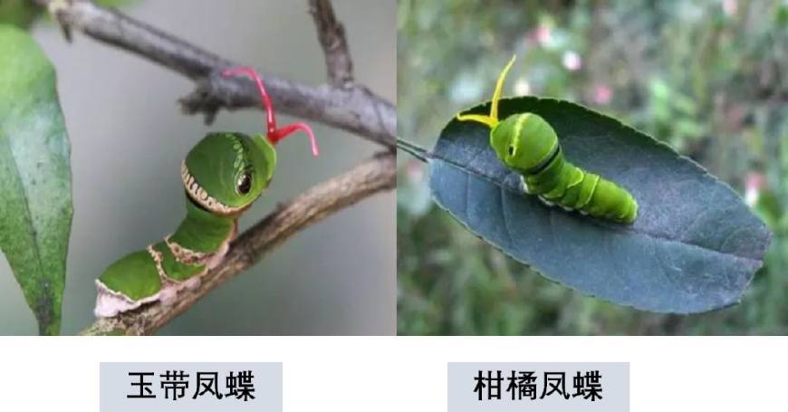 喷完叶面肥三分钟,红蜘蛛,锈蜘蛛全死光?生物防治这么