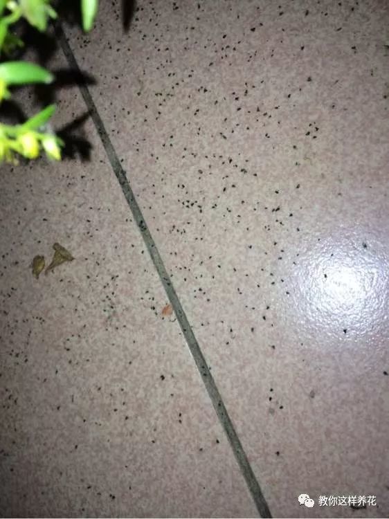 花盆里小飞虫不断,套个塑料袋熏一熏,小黑飞死光光!