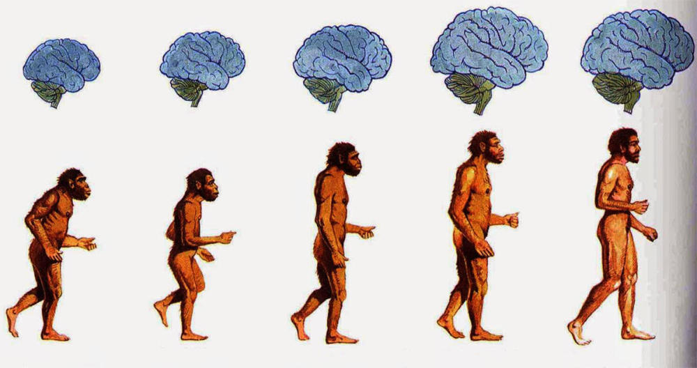 为什么地球上只有人类进化成智慧物种?