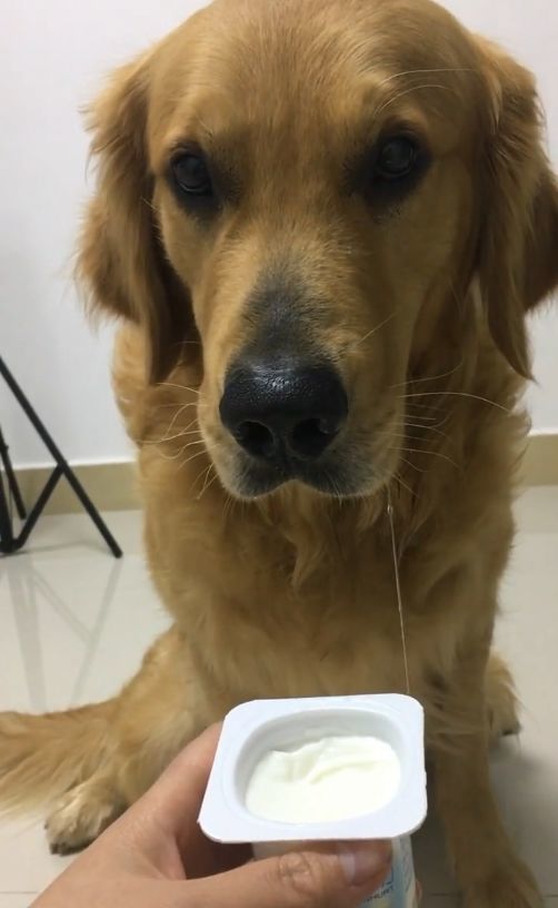 金毛被主人调戏,口水流了一地,金毛:我开始怀疑