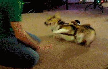 精彩爆笑之史上最牛b的车牌号