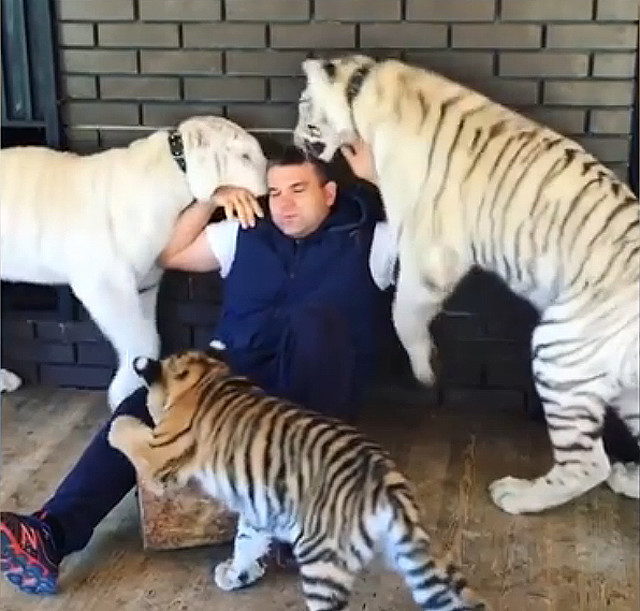 老虎想舔一口小奶猫,橘猫在旁边看哭了:大哥,咱不能手足相残啊