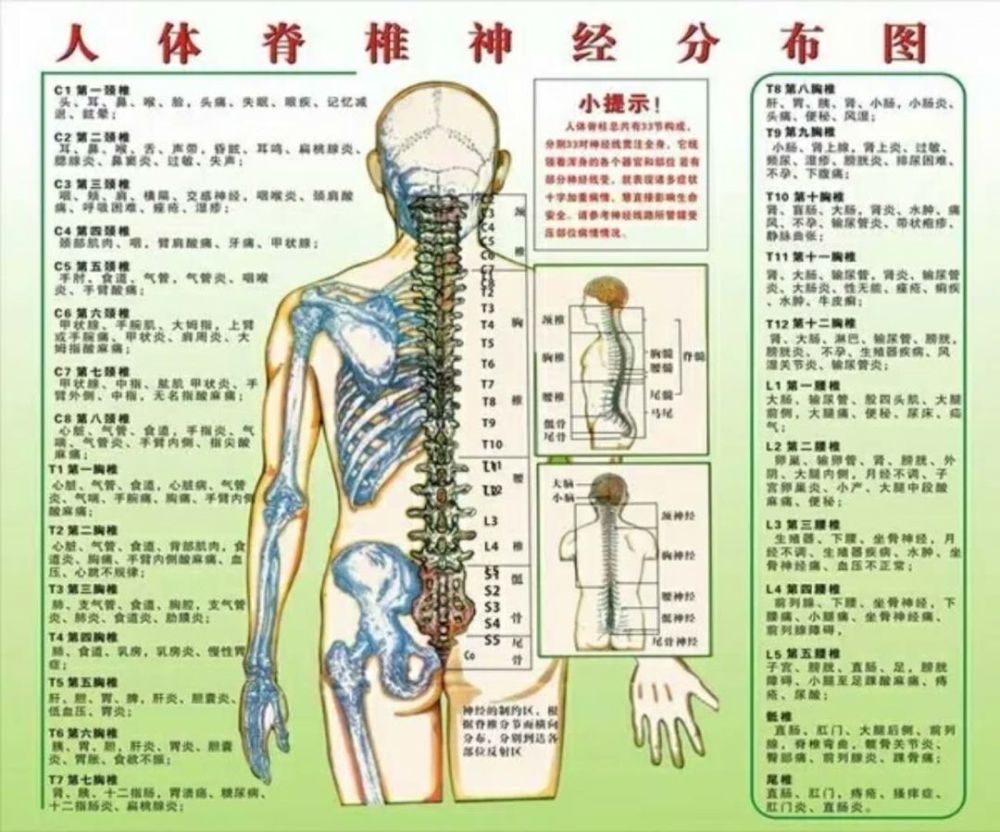 脊柱是人体的第二条生命线:人体疾病与脊柱错位关系一览表!