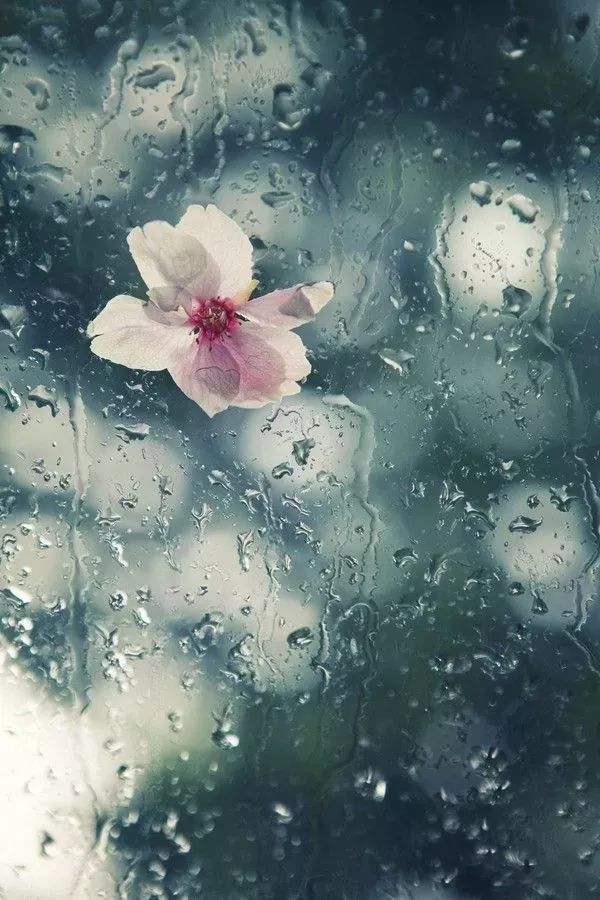 唐诗宋词里的夏雨,这样美!