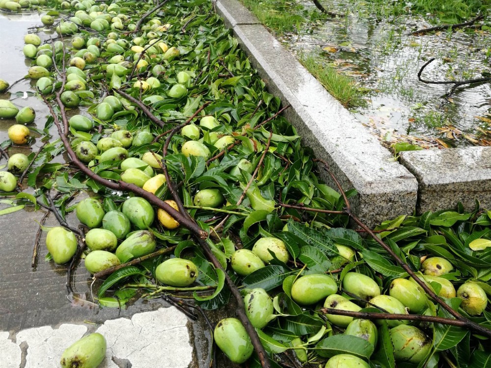 台风过后校园内芒果遍地 大学生用脸盆捡拾吃