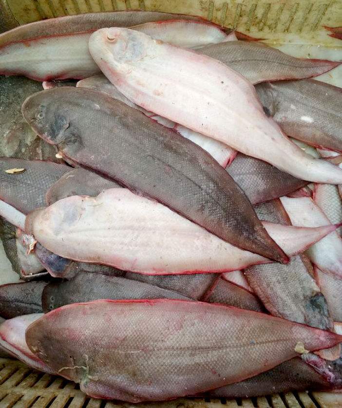 农村集市这个鱼的嘴像长长的钢针,号称能