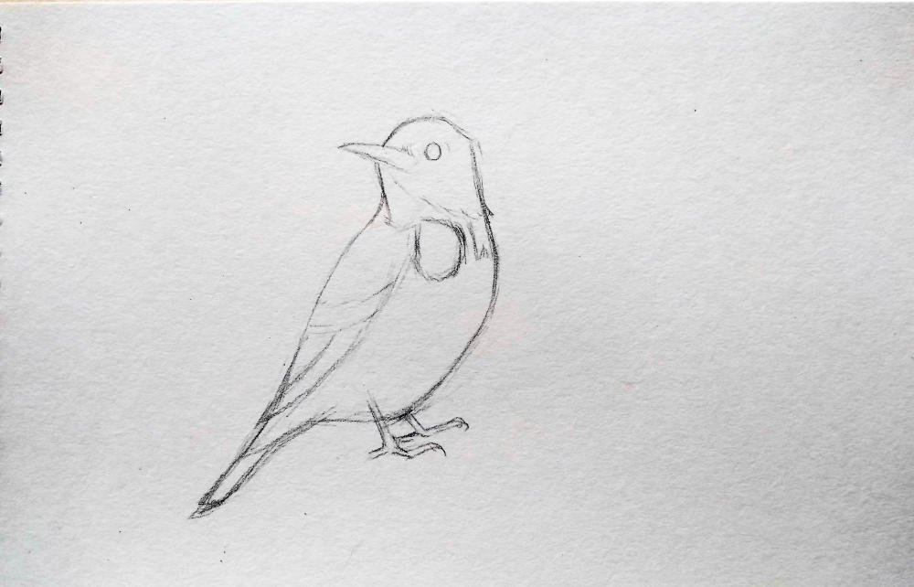 用铅笔画出小鸟的大体轮廓.再将细节刻画清楚.